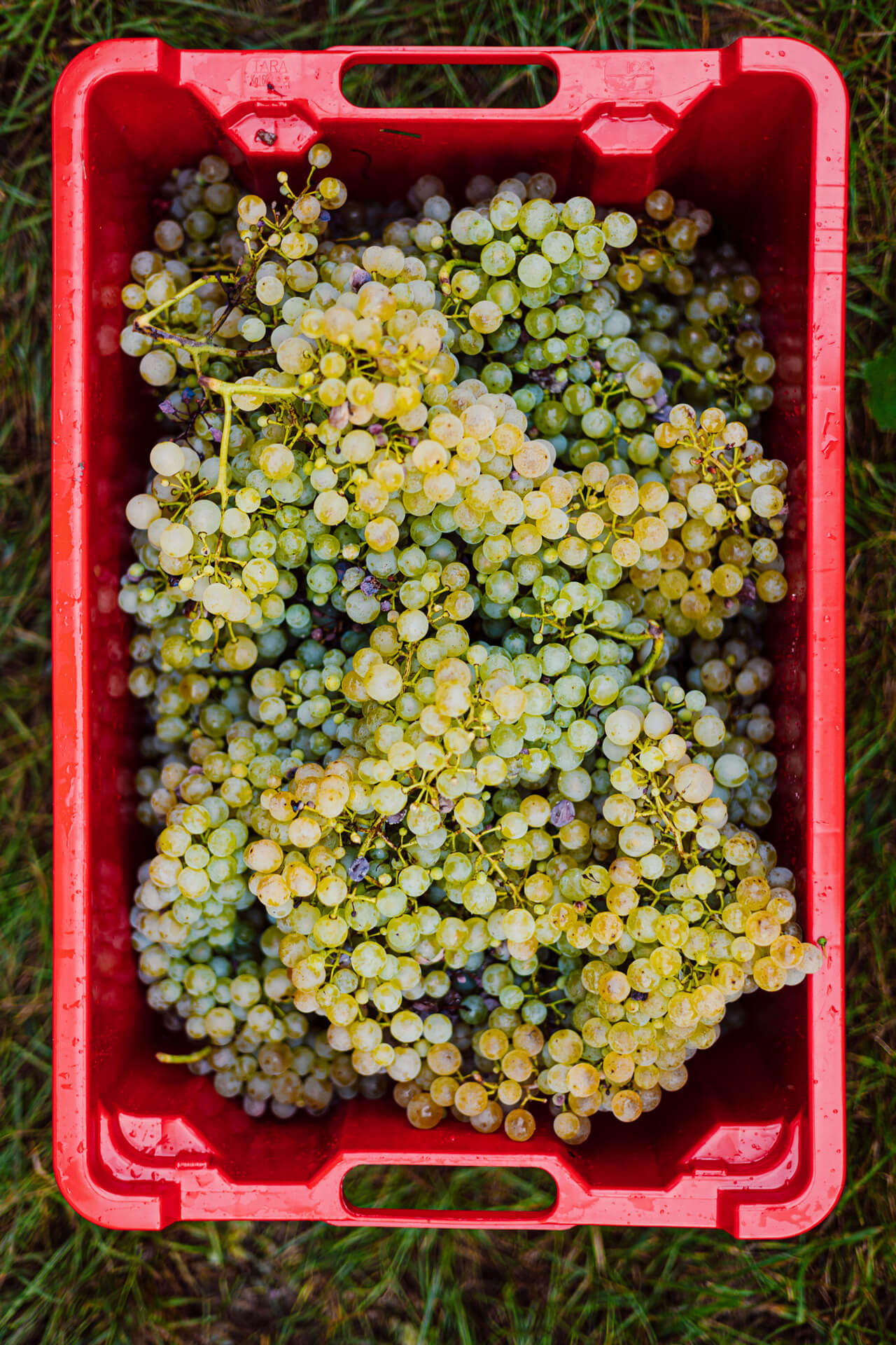 Magrine Wine Castelfranco Veneto